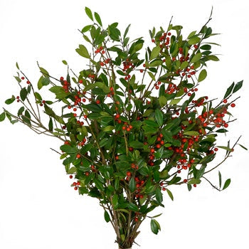 St. Augustine Holly Holiday Greenery