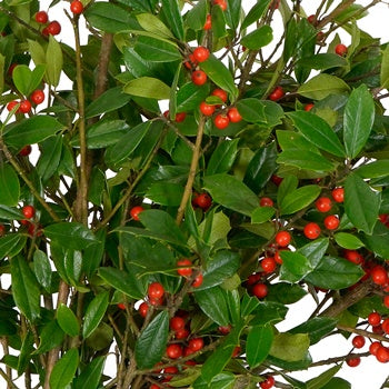 St. Augustine Holly Holiday Greenery
