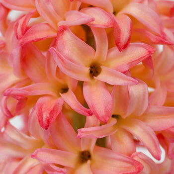 Hyacinth Sunrise Pink Flower May to December