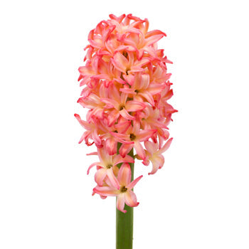 Hyacinth Sunrise Pink Flower January to April
