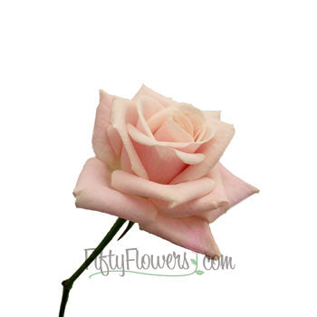 Ballet Blonde Sweetheart Roses