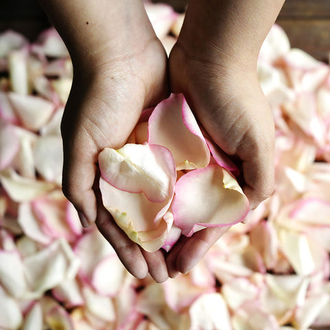 Pink Tipped Rose Petals Wholesale