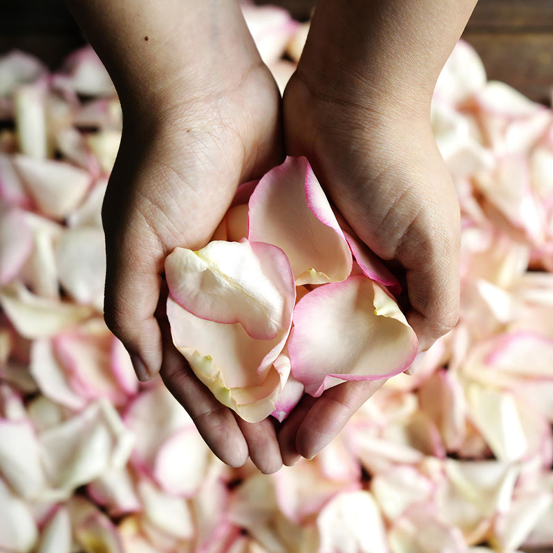 Pink Tipped Rose Petals Wholesale