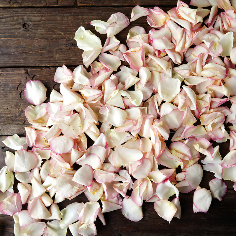 Pink Tipped Rose Petals for sale