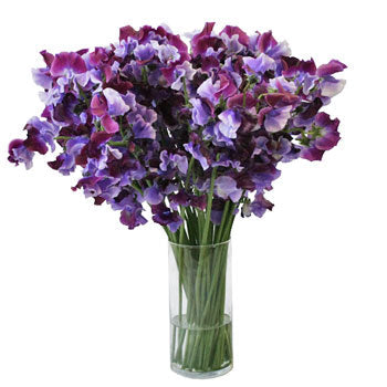 Lavender and Purple Bicolor Designer Japanese Sweet Peas