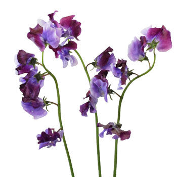Lavender and Purple Bicolor Designer Japanese Sweet Peas