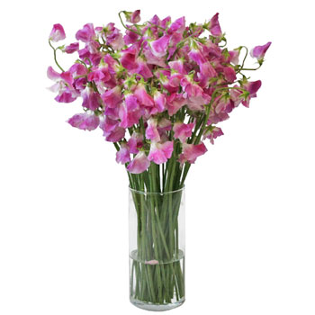 White and Pink Bicolor Designer Japanese Sweet Peas