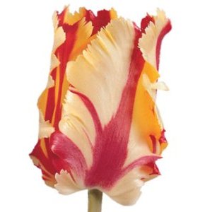 Flaming Parrot Novelty Tulips