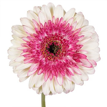 So Charming Mini Gerbera Daisy
