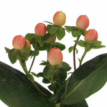 Peaches Designer Hypericum Berries