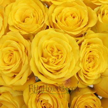 Yellow Bikini Rose