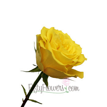 Yellow Bikini Rose