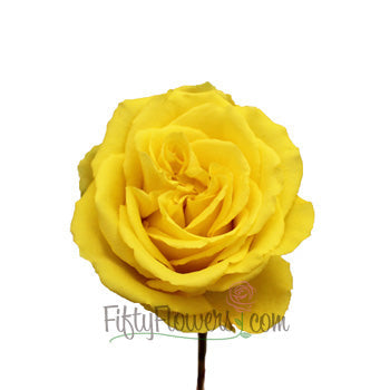 Yellow Bikini Rose