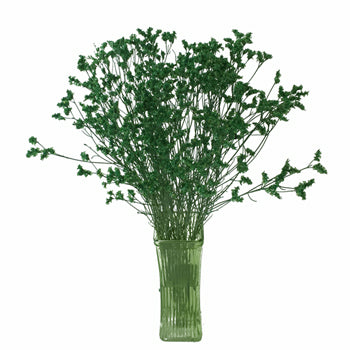 Forest Green Airbrushed Limonium