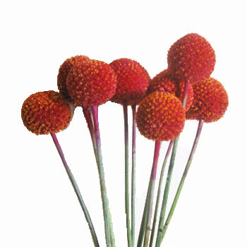 Craspedia Billy Balls Red Flower
