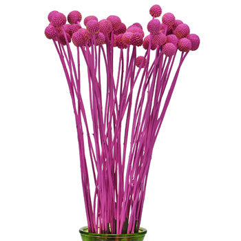 Fiesta Pink Bulk Craspedia Flower