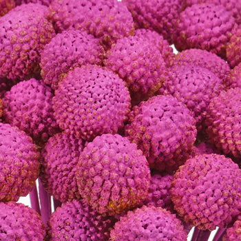 Fiesta Pink Bulk Craspedia Flower