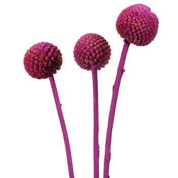Fiesta Pink Bulk Craspedia Flower