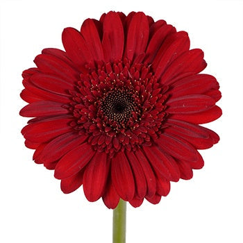 Mini Gerbera Daisies Rust Red