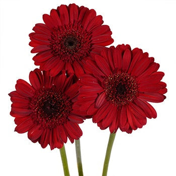 Mini Gerbera Daisies Rust Red