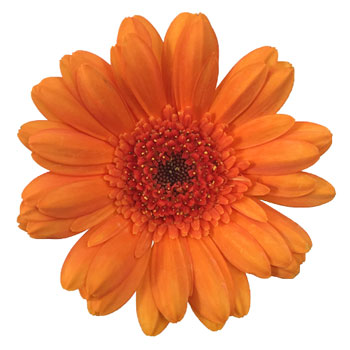 Orange Burst Mini Gerbera Daisies