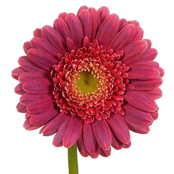 Dynamo Hot Pink  Mini Gerbera Daisy