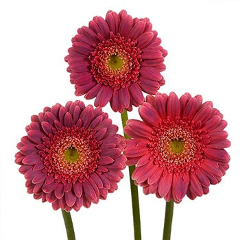 Dynamo Hot Pink  Mini Gerbera Daisy