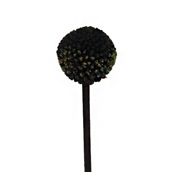 Black Craspedia Billy Ball Wholesale