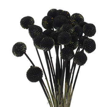 Black Craspedia Billy Ball Wholesale