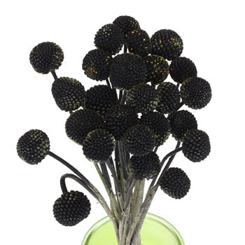 Black Craspedia Billy Ball Wholesale