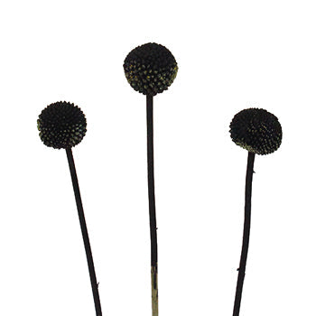 Black Craspedia Billy Ball Wholesale