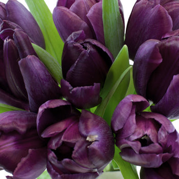 Black Jack Tulip Flower