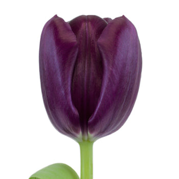 Black Jack Tulip Flower