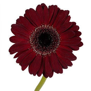Vixen Mini Gerbera Daisy