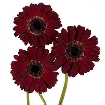 Vixen Mini Gerbera Daisy