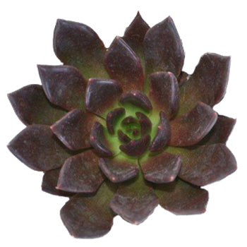 Deep Red Succulent Flower