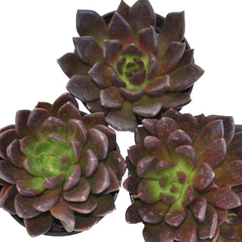 Deep Red Succulent Flower
