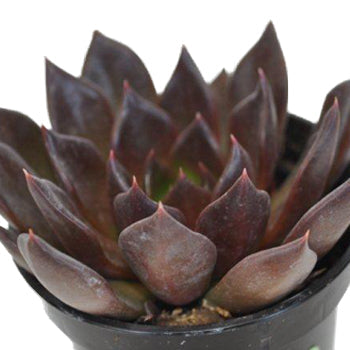Deep Red Succulent Flower