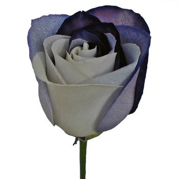 Black and White Rainbow Roses
