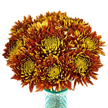 Fall Sunset Cremon Flower