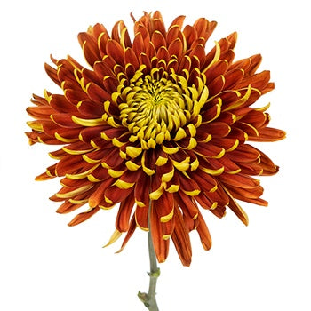 Fall Sunset Cremon Flower