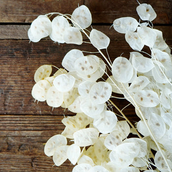 Moonlight Kissed Dried Lunaria