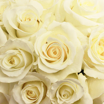 Blizzard White Rose