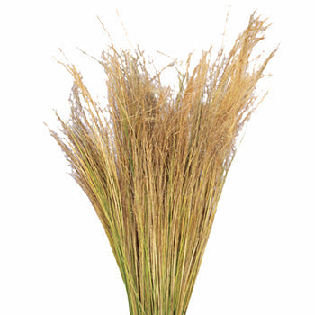Wholesale greenery blonde love grass filler flowers sold as bulk