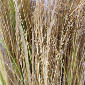 Wedding greenery blonde love grass filler flowers sold near me