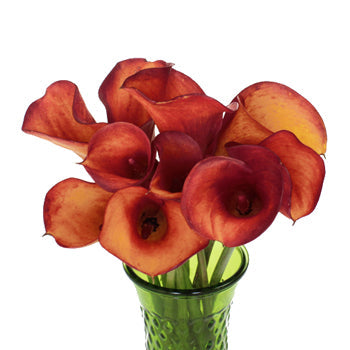 Blood Orange Mini Calla Lily