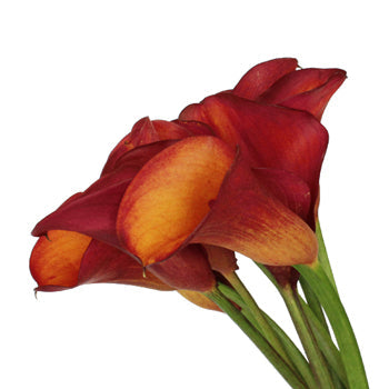 Blood Orange Mini Calla Lily