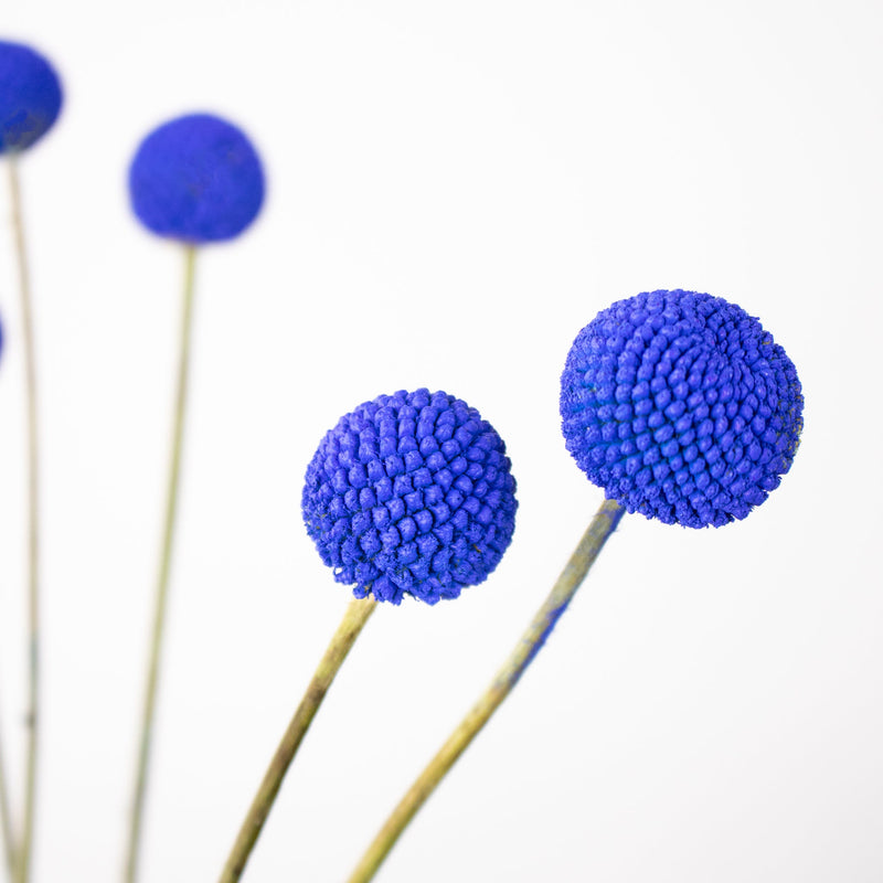Close up of Blue Billy Balls