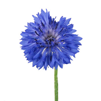 Blue Cornflower