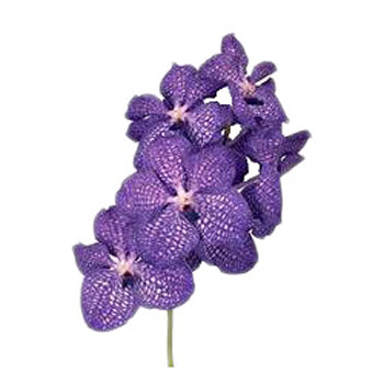 Vanda Orchids Blue Magic
